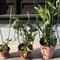 月下美人,月下美人,月下美人　株分け,花壇,広い庭の画像