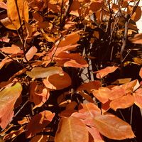 ジューンベリー,紅葉,花のある暮らし,植中毒,小さい庭の画像