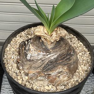 ブーファン・ハエマンソイデス,多肉植物,塊根植物,球根植物,コーデックスの画像