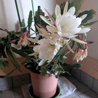 月下美人,月下美人,月下美人　株分け,花壇,花壇・植え込みの画像