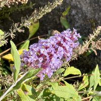 ブッドレアの画像