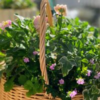 クフェア,寄せ植え,籠寄せ,横浜セレクションフレアブルー,癒しのお花の画像