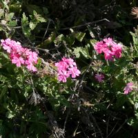 バーベナの画像