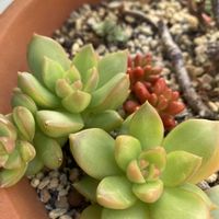 月の王子,多肉植物,ベランダの画像