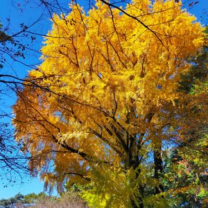 イチョウ,エノキ,山野草,東京都庭園美術館の画像