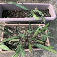 月下美人,月下美人　株分け,月下美人　株分け,花壇,花壇・植え込みの画像