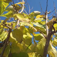 ポポー,落ち葉,腐葉土作り,SDGs,土曜日は お空の発表会の画像