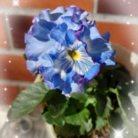 パンジー・ビオラ,青の幻想,神戸べっぴんさん 青の幻想,青い花,ビオラ・パンジーの画像