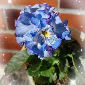 パンジー・ビオラ,青の幻想,神戸べっぴんさん 青の幻想,青い花,ビオラ・パンジーの画像