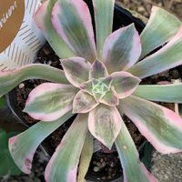 アボカド,スタペリア,スタペリア,ホワイトサポテ,アボカド・フェルテの画像