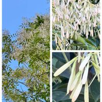 シマトネリコ,シマトネリコの実,季節を楽しむ,お出かけ先の画像