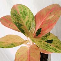 アグラオネマ,アグラオネマ　カムライトン,観葉植物,100均,ハイドロカルチャーの画像