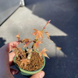 もみじ,もみじ,自作鉢,小品盆栽,もらった子の画像