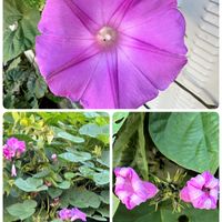 ヒルガオの画像