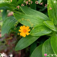 アルストロメリア,観賞用トウガラシ,観賞用トウガラシ,レモンマリーゴールド,チリメンヤブコウジの画像