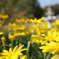 バラ,ユリオプスデージー,ユリオプスデージー,ランタナ,芝生の画像