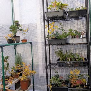大型ビニール温室内,盆栽,ミニ盆栽,盆栽苗木,まめ盆栽の画像