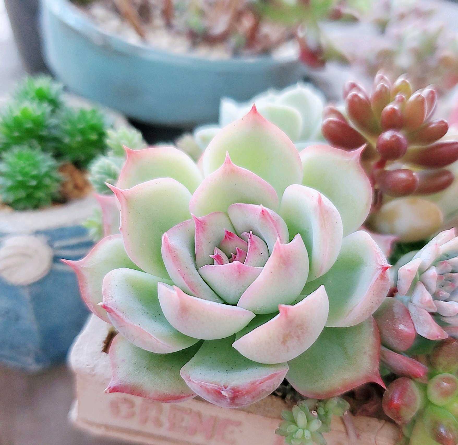 パキポディウム・エブレネウムの育て方｜白い花を咲かせる