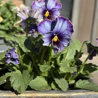 アリッサム,スイートアリッサム ,チェッカーベリー,チェッカーベリー,キンギョソウ ブランルージュの画像