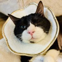 ピンクザラゴーサ,Figaro,多肉植物,鉢植え,エケベリア属の画像