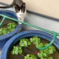 ホテイアオイ,自宅の庭,ニャンニャン祭り,花友さんに感謝♡の画像