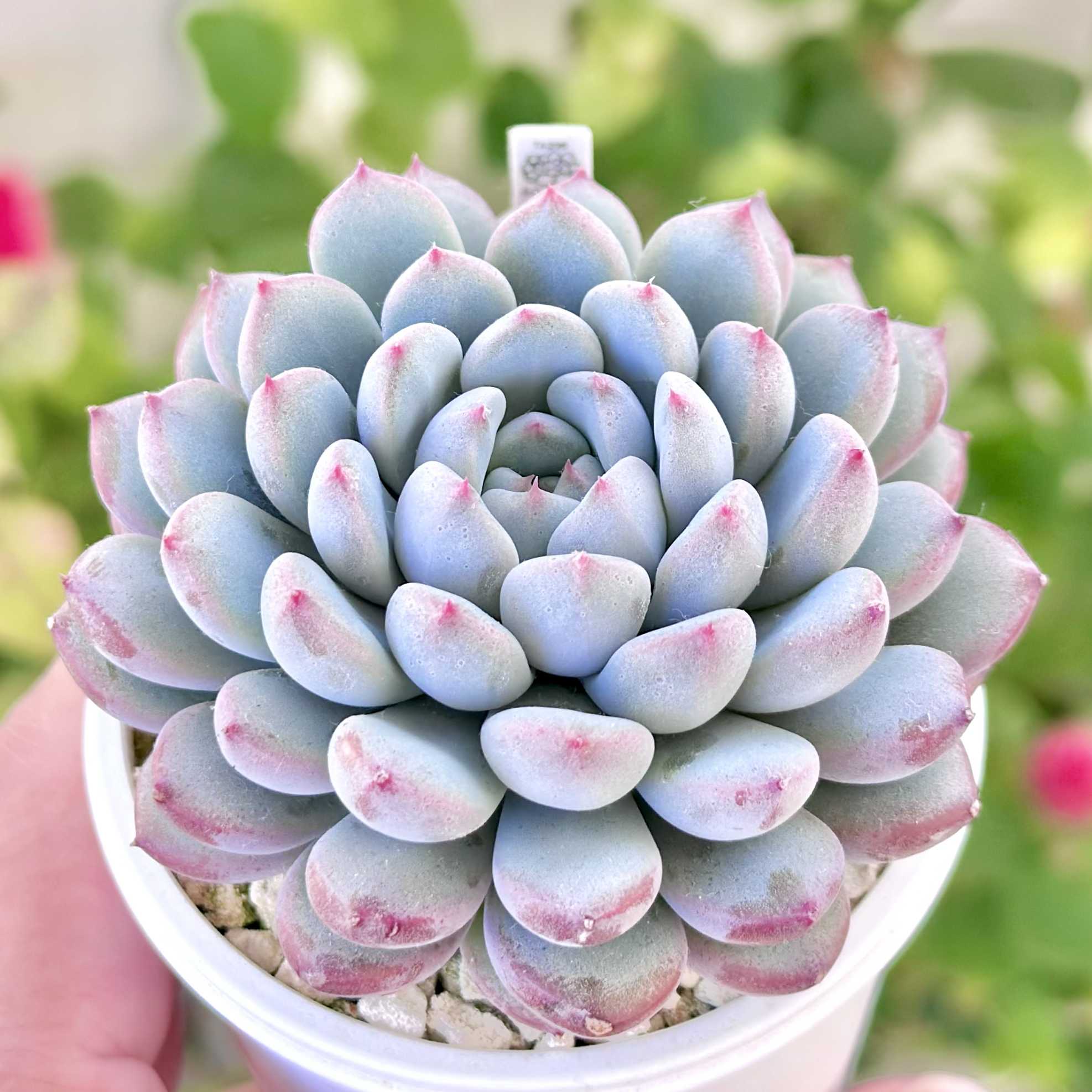 ミソップ苗の一覧｜🍀GreenSnap（グリーンスナップ）