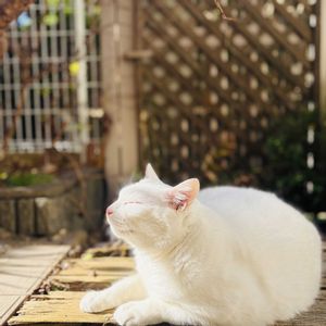 サボテン,白星,Paz,多肉植物,鉢植えの画像