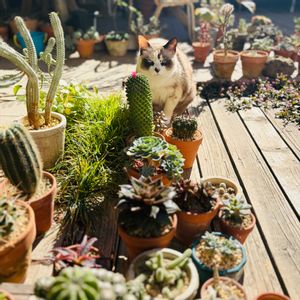 サボテン,七福神,白樺キリン,縮玉,チェリーセージ ホットリップスの画像