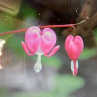 タイツリソウの画像