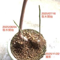 イチジク,いちじく,バローネ,発根,ひこばえの画像