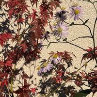 キュウリ,紅葉,モミジ松ケ枝,イロハモミジ,清澄白山菊の画像