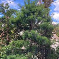 イヌマキの画像