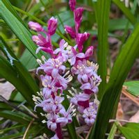 吉祥草,キチジョウソウ,雑草,山野草,野草の画像