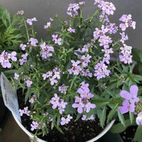 オレガノ,葉牡丹,裏庭,庭の花,お花好きの画像