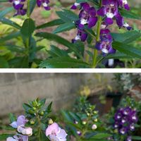 アンゲロニア,ハツコイソウ,お城が好き,土曜日は紫の花,土曜日は お空の発表会の画像
