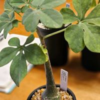 アデニア・グラウカ,塊根植物,珍奇植物,植物大好き,アデニア属の画像