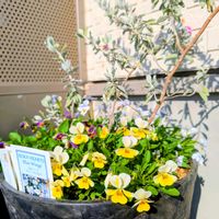 エレモフィラ,ロカハーツの画像