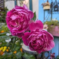 コスモス,バラ,ラミウム,ガーデニング,花のある暮らしの画像