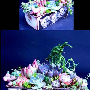 星美人,レインボー,ネオンブレイカーズ,ネオンブレイカーズ,エケベリア シルエットの画像