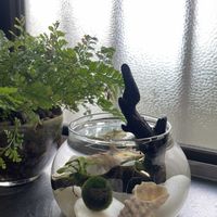 まりも,トキワシノブ,ダバリア　ラビットフッド,アヌビアス・ナナ,多肉植物の画像