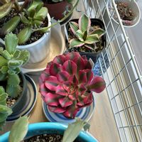 熊童子,アガベ チタノタ スナグルトゥース,アエオニウム　ピンクウィッチ,多肉植物,多肉寄せ植えの画像