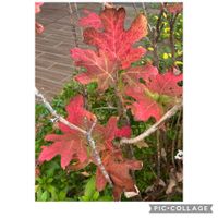 カシワバアジサイ,晩秋,お出かけ先の画像