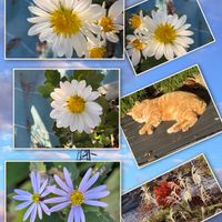 ススキ,ユウゼンギク,小菊,毎日やってくる茶トラさん,世界の平和を祈るの画像