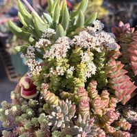 カメレオン,南十字星,小米星,マサイの矢尻,舞乙女の画像