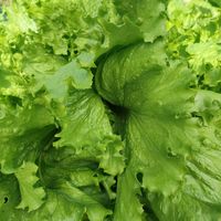 レタス,はたけ,たねからの幸せの画像