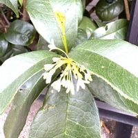 枯れ葉,モミジバフウ,モミジバフウ,四季咲きモクセイ,四季咲きモクセイの画像