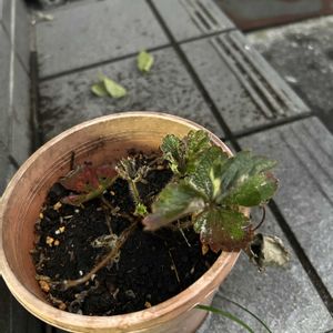 イチゴ,いちご,いちご,いちご,いちごの画像