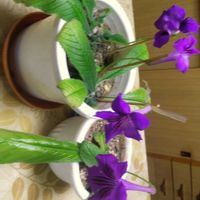 ストレプトカーパス,ストレプトカーパス,ヒメジョオン,ヒメジョオン,押し絵♡の画像