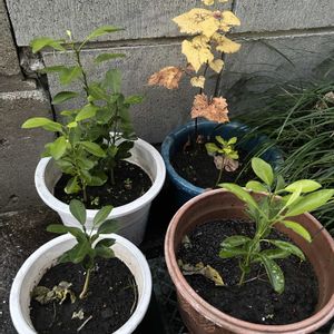 柚子,柚子,柚子,葡萄,植木鉢の画像