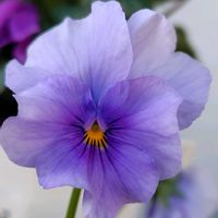 ビオラ,とき乙女 ビオラ,とき乙女 ビオラ,うえたビオラとき乙女,花苗うえたオリジナルビオラの画像